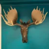 Front on photo of large moose wall head