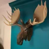 Right hand angle of large moose wall head
