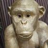 close up of the monkeys head with facial expressions