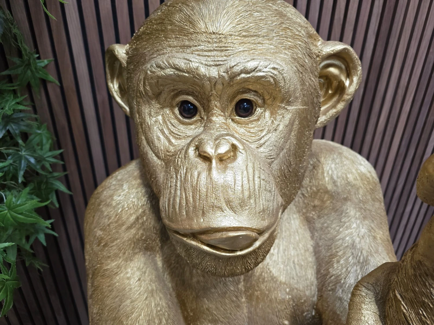 close up of the monkeys head with facial expressions