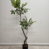 a medium sized Toona Sinensis with green leaves and a black plastic pot