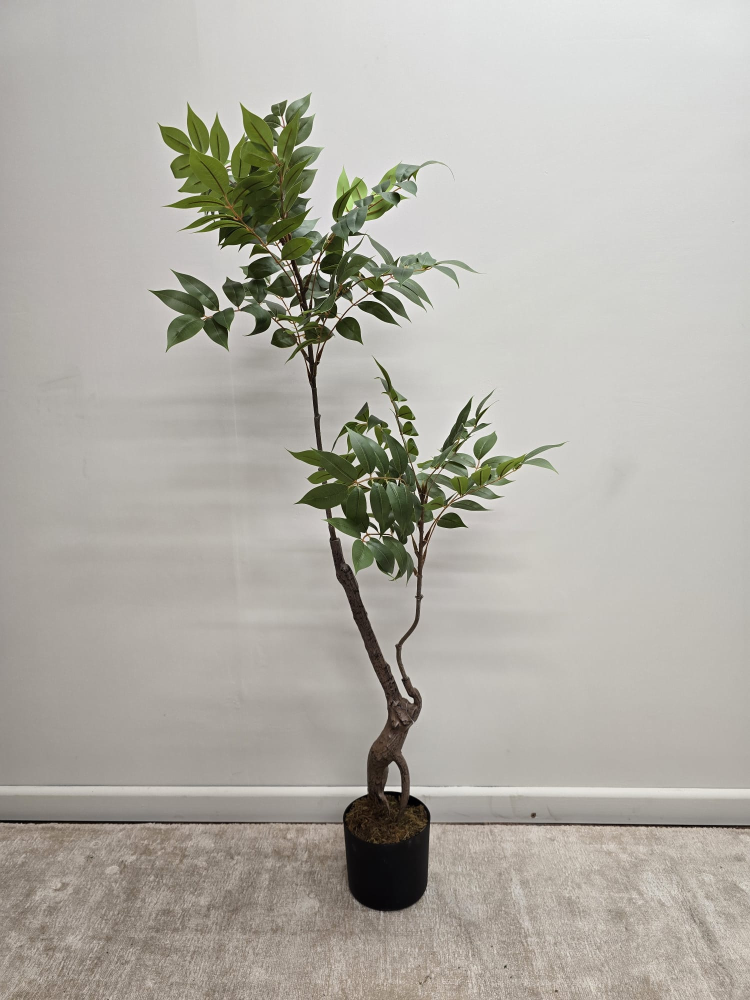 a medium sized Toona Sinensis with green leaves and a black plastic pot